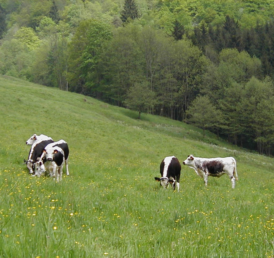 Vaches dans un pré