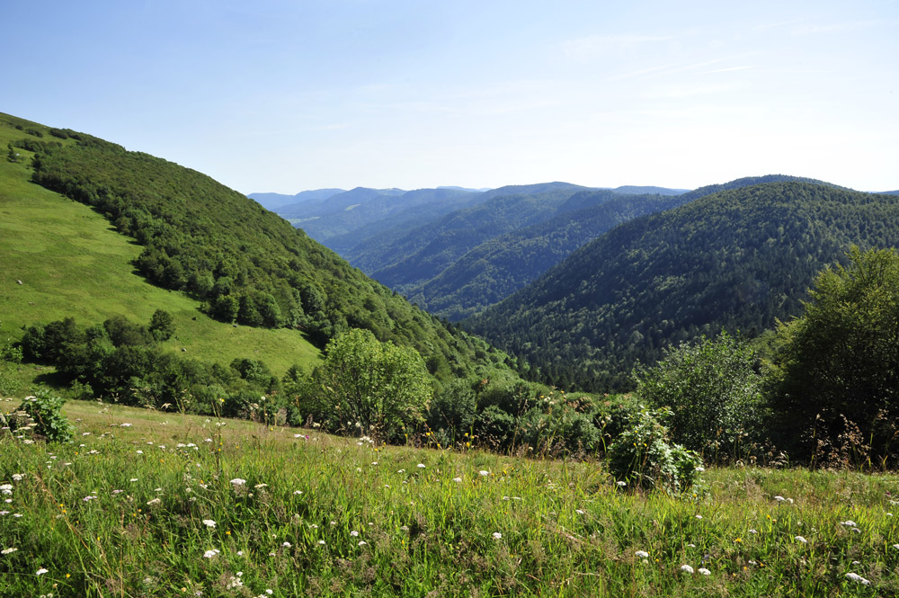 Paysage des Vosges